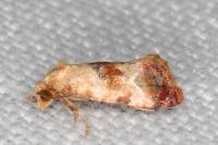 Neocochylis millierana