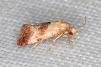 Neocochylis millierana