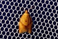 Clepsis consimilana