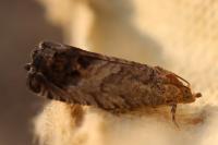 Cydia splendana