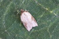 Acleris
