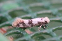 Infurcitinea atrifasciella