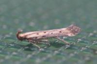 Metzneria