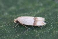 Odites kollarella