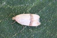 Odites kollarella