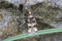 Oegoconia