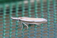 Pleurota aristella