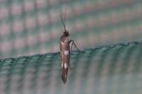 Scythris scopolella