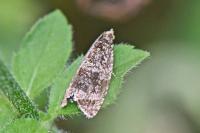 Celypha lacunana