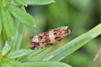 Celypha cespitana