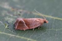 Thiodia torridana
