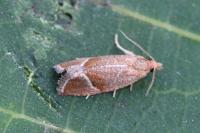 Thiodia torridana
