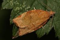 Pandemis cerasana