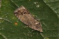 Cydia splendana