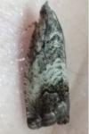 Cydia splendana