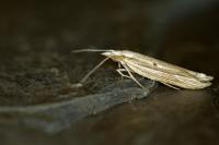 Ypsolopha mucronella