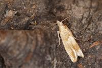 Eucosma conterminana