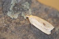 Agonopterix kaekeritziana