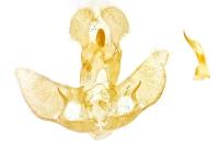 Agonopterix kaekeritziana