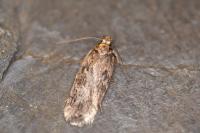 Depressaria incognitella