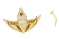 Depressaria incognitella
