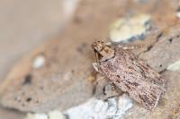 Depressaria incognitella