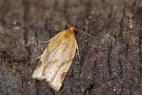 Paramesia gnomana