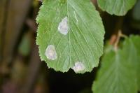 Phyllonorycter coryli