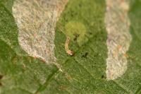 Phyllonorycter coryli