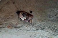 Acleris variegana