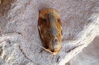 Archips xylosteana