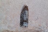 Ancylis achatana
