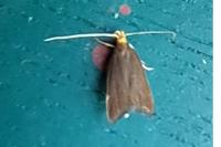 Eurodachtha pallicornella