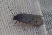 Ethmia aurifluella
