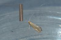 Nematopogon adansoniella