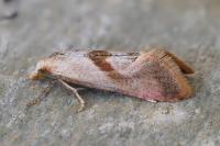 Cochylis roseana