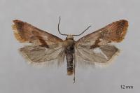 Cochylis roseana