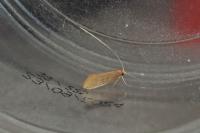 Nematopogon swammerdamella