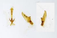 Nematopogon swammerdamella