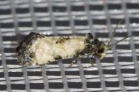 Brevicornutia pallidana
