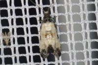 Brevicornutia pallidana
