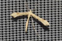Gillmeria
