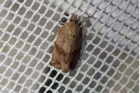 Celypha striana
