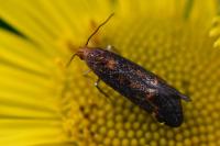 Apodia bifractella