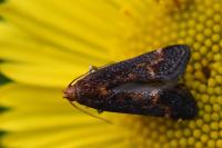 Apodia bifractella