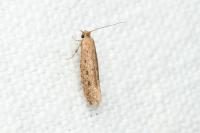 Anomalotinea liguriella