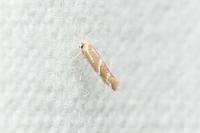 Phyllonorycter millierella