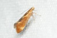 Metalampra italica