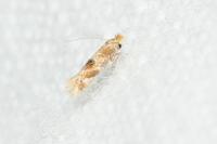 Bucculatrix ulmella