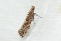 Acrolepiopsis vesperella